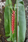 Heliconia combinata